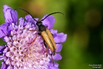 <h5>Makro 1</h5><p>Käfer</p>