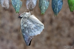 <h5>Makro 6</h5><p>Ein neuer Schmetterling entsteht</p>