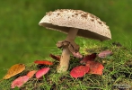 <h5>Makro 4</h5><p>Der Pilz</p>