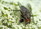 <h5>Makro 18</h5><p>Die Fliege</p>