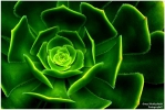 <h5>Makro 15</h5><p>Botanischer Garten</p>
