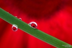 <h5>Makro</h5><p>Wassertropfen</p>