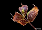 <h5>Makro 7</h5><p>Der erste Frost im Herbst</p>