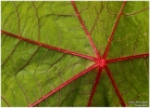 <h5>Makro 13</h5><p>Das Blatt</p>