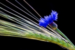 <h5>Makro 2</h5><p>Kornblume</p>