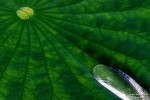 <h5>Makro 19</h5><p>Der Wassertropfen auf dem Blatt</p>