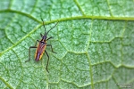 <h5>Makro 10</h5><p>Käfer 2</p>