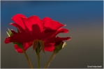 <h5>Makro 28</h5><p>Rose</p>