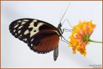 <h5>Makro 45</h5><p>Schmetterling</p>
