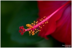 <h5>Makro 25</h5><p>Blüte</p>