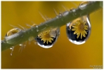 <h5>Makro 48</h5><p>Der Linsen Effekt</p>