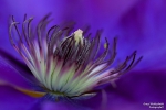 <h5>Makro 39</h5><p>Clematis</p>