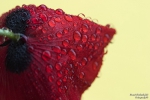 <h5>Makro 31</h5><p>Mohn mit Wassertropfen</p>