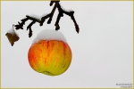 <h5>Makro 23</h5><p>Der erste Schnee und der Apfel</p>