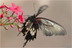 <h5>Makro 46</h5><p>Der Anflug eines Schmetterlings</p>