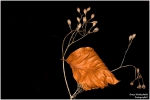 <h5>Makro 32</h5><p>Der Herbst</p>