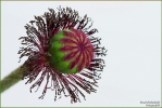 <h5>Makro 27</h5><p>verblühte Mohnblume</p>