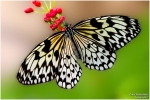 <h5>Makro 44</h5><p>Schmetterling</p>