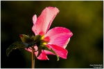 <h5>Makro 34</h5><p>Hibiskusblüte</p>