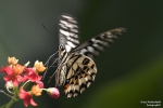 <h5>Makro 41</h5><p>Der Anflug</p>