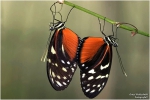 <h5>Makro 40</h5><p>Paarung Schmetterling</p>
