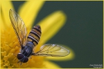 <h5>Makro 47</h5><p>Schwebefliege</p>