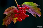 <h5>Makro 21</h5><p>Beeren</p>