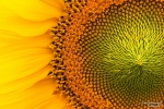 <h5>Makro 29</h5><p>Ausschnitt Sonnenblume</p>