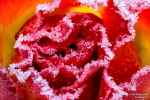 <h5>Makro 43</h5><p>Raureif auf der Rose</p>