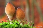 <h5>Makro 42</h5><p>Pilz</p>