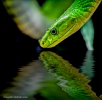 <h5>Manfred Funcke</h5><p>Grüne Mamba</p>