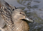 <h5>Heide Dreismann</h5><p>Geben Sie die Beschreibung ein</p>