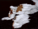 <h5>Horst Dreismann</h5><p>Geben Sie die Beschreibung ein</p>