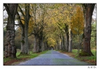 <h5>Allee in der Senne</h5>