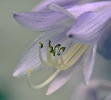 <h5>Blüte</h5>