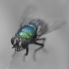 <h5>Fliege</h5>