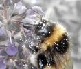 <h5>Hummel</h5>