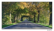 <h5>Allee auf Rügen</h5>