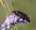 <h5>Blutströpfchen 01</h5>