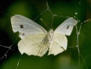 <h5>Kohlweißling</h5><p>Im Spinnennetz gefangen</p>