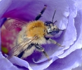 <h5>Hummel</h5>