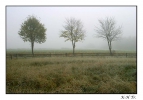 <h5>Nebellandschaft</h5>